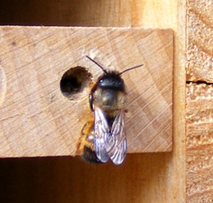 Biene vor einem Einschlupfloch Biene vor einem Einschlupfloch