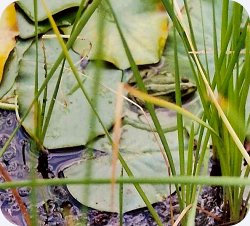 Seerosen-Teich mit Frosch Seerosen-Teich mit Frosch