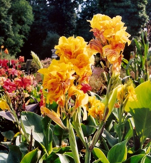 Canna - indisches Blumenrohr Canna - indisches Blumenrohr