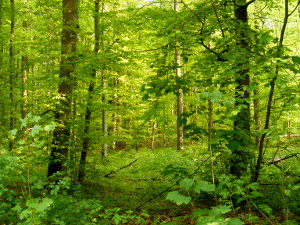 Bild - Göttinger Wald Bild - Göttinger Wald