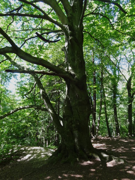 G�ttinger Wald