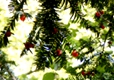 Eibenzweig mit Früchte Eibenzweig mit Früchte