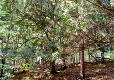 Eibenwald im Göttinger Wald Eibenwald im Göttinger Wald
