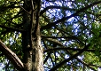 Eiben im Göttinger Wald Eiben im Göttinger Wald