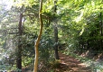 Eibenwald im Göttinger Wald Eibenwald im Göttinger Wald