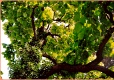 Catalpa - Trompetenraum Catalpa - Trompetenraum