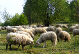 Naturschutzgebiet Kerstlingeröderfeld Naturschutzgebiet Kerstlingeröderfeld