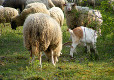 Naturschutzgebiet Kerstlingeröderfeld Naturschutzgebiet Kerstlingeröderfeld