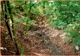 Göttinger Wald - Eberbach Göttinge Wald - Eberbach