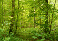 Göttinger Wald Göttinger Wald
