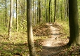 Göttinger Wald - Bütemeisterstieg Göttinger Wald - Bütemeisterstieg