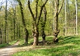 Göttinger Wald - Bütemeisterstieg Göttinger Wald - Bütemeisterstieg
