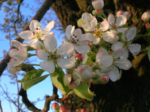 Chinesische Wildbirne - Blüten - gemeinfrei Wikipedia Chinesische Wildbirne - Blüten - gemeinfrei Wikipedia