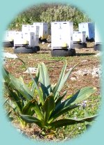 Bienen-Körbe Bienenkörbe