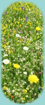 Blühende Strandwiese