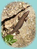 Braune ägäische Mauer-Eidechse