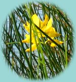 Blühender Ginster Blühender Ginster