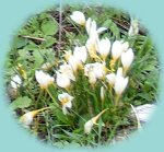 Krokusse Krokusse