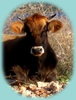 Kuh in den Hängen der Küste Kuh in den Hängen der Küste