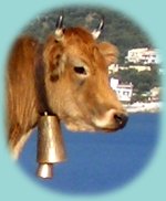 Kuh in den Hängen der Küste Kuh in den Hängen der Küste