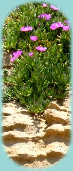 Lila blühender Kaktus