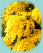 Mimosen-Rispen