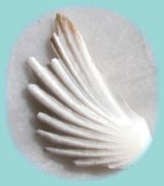 Muschel in Flügelform Muschel in Flügelform