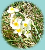 wilde Narzissen wilde Narzissen