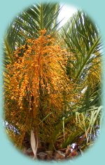 Palme an der Promenade