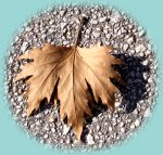 Blatt der Platane Blatt der Platane