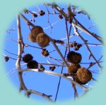 Früchte der Platane Früchte der Platane