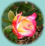 Rosen an der Terrasse