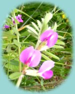 Wilde Wicken Wilde Wicken