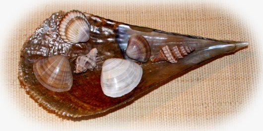 Muscheln vom Strand