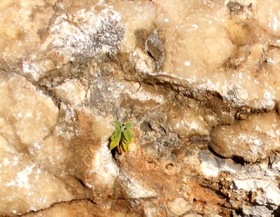 Gestein mit kristallinen Fäden