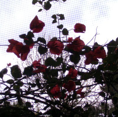 Bougainvillea