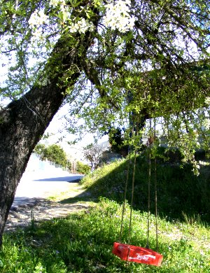 Cola-Schaukel im Kirschbaum