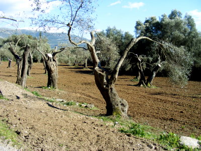 Olivenhain mit beschnittenen Olivenbäumen