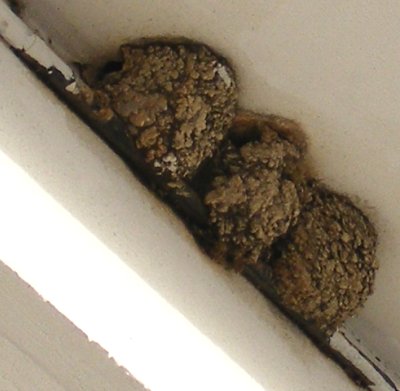 3er WG mit Schwalben