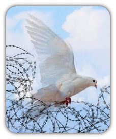 Friedenstaube hinter Stacheldraht - � Gundula Pawel