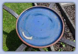 Knochenreste in der Vogeltr&auml;nke