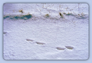 Winter in G&ouml;ttingen - Kaninchenspuren