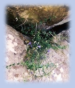 Blaue Blume in Mauerritze