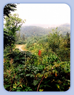 Champignons � la greque � Gundula Lendt