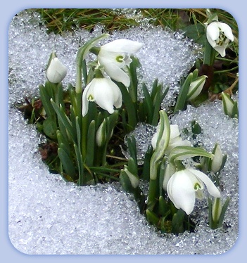 Schneegl&ouml;ckchen