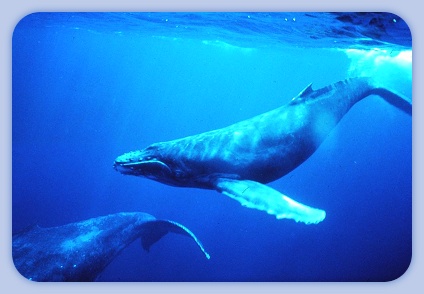 Buckelwale unter Wasser